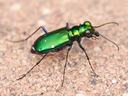 shiny green metallic tiger beetle