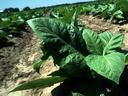 Young tobacco plant with large green leaves in a sunlit field row