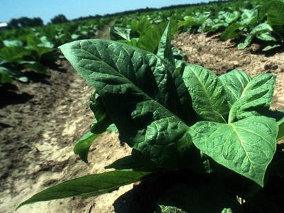 Young tobacco plant with large green leaves in a sunlit field row