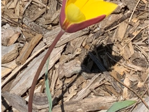 Yellow tulip-like flower with red-tinged stem on wood mulch, small white flowers at base