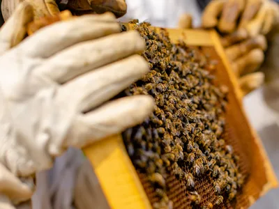 Hive frame