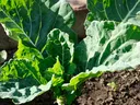 Collard greens