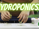 hydroponics