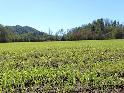 Field with newly planted cover crop.