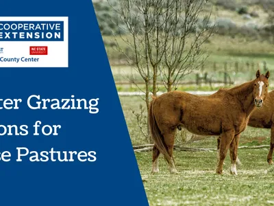 Winter Grazing Options for Horse Pastures