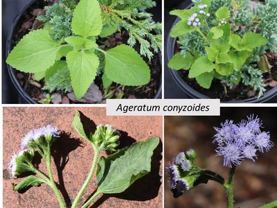 four photos, seedling and blue flowers