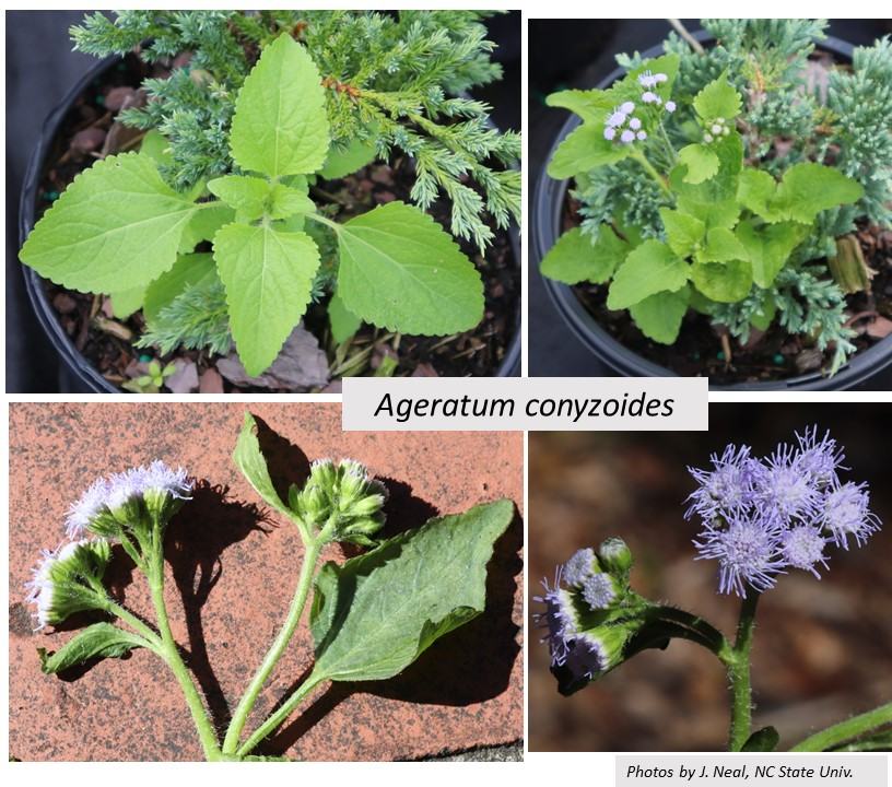four photos, seedling and blue flowers