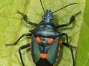 arthropod
