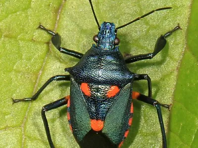 arthropod