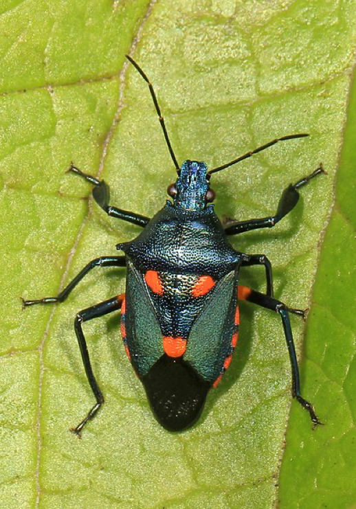 arthropod