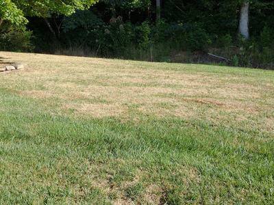 fall army worm damage in lawn