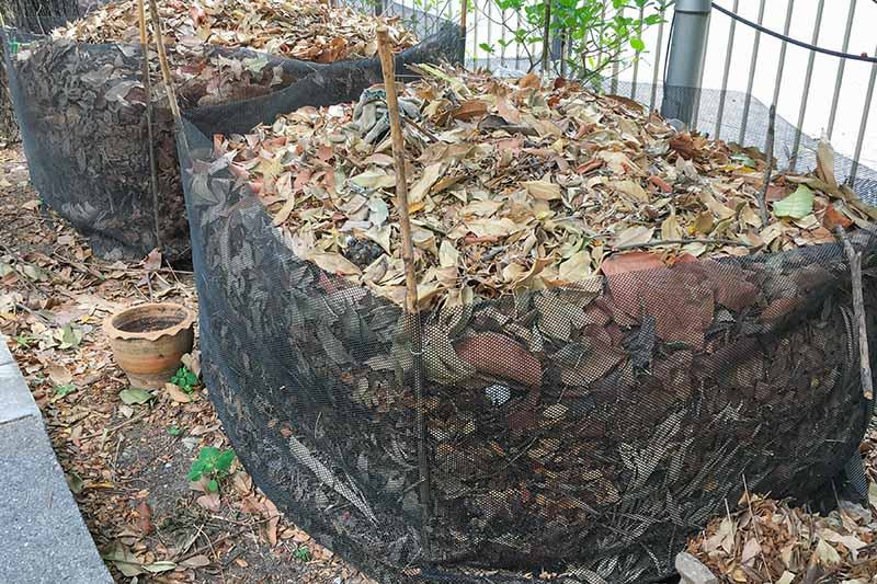 Leaves in composting bin