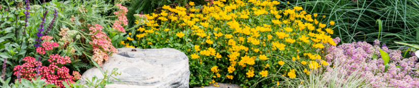 Red, yellow, and purple flowers