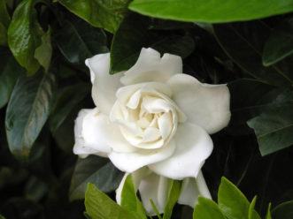 White gardenia bloom amid dark glossy green leaves