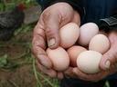poultry eggs held in hands
