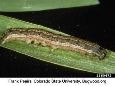 Up close picture of a fall armyworm on a leaf