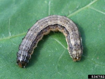 Brown Army Worm