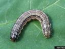 Brown Army Worm