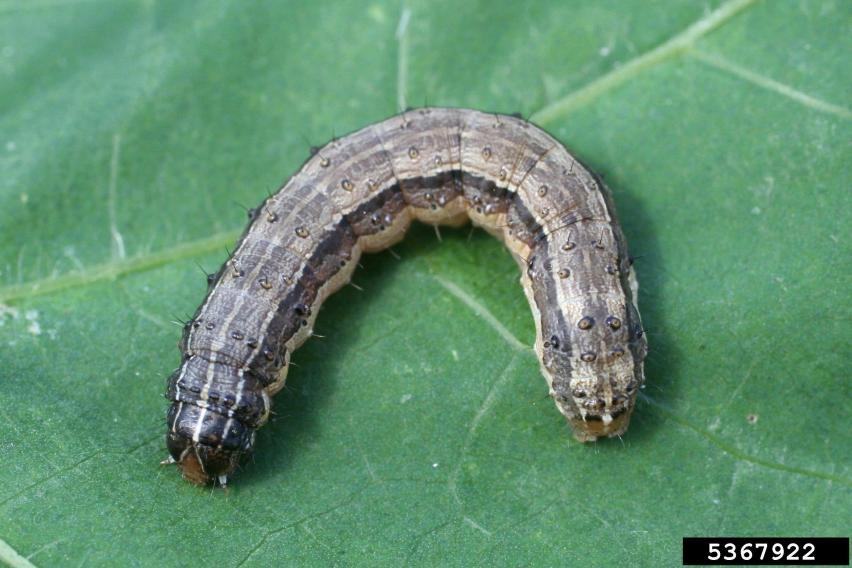 Brown Army Worm