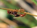 a group of fire ants on a stick