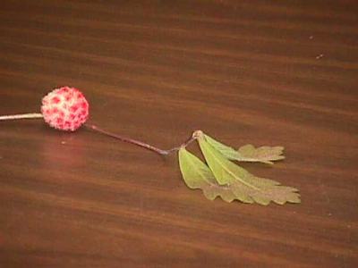 wooly sower gall on oak
