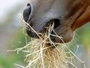 horse eating hay