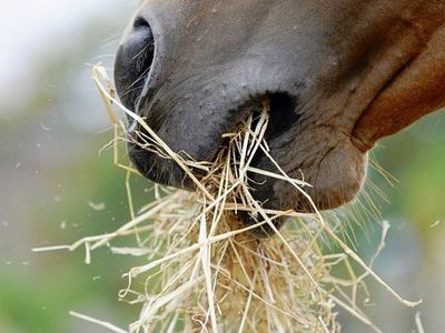 horse eating hay