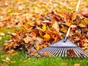 picture of rake laying over a pile of fall leaves