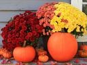 image of fall display of mums and pumkins