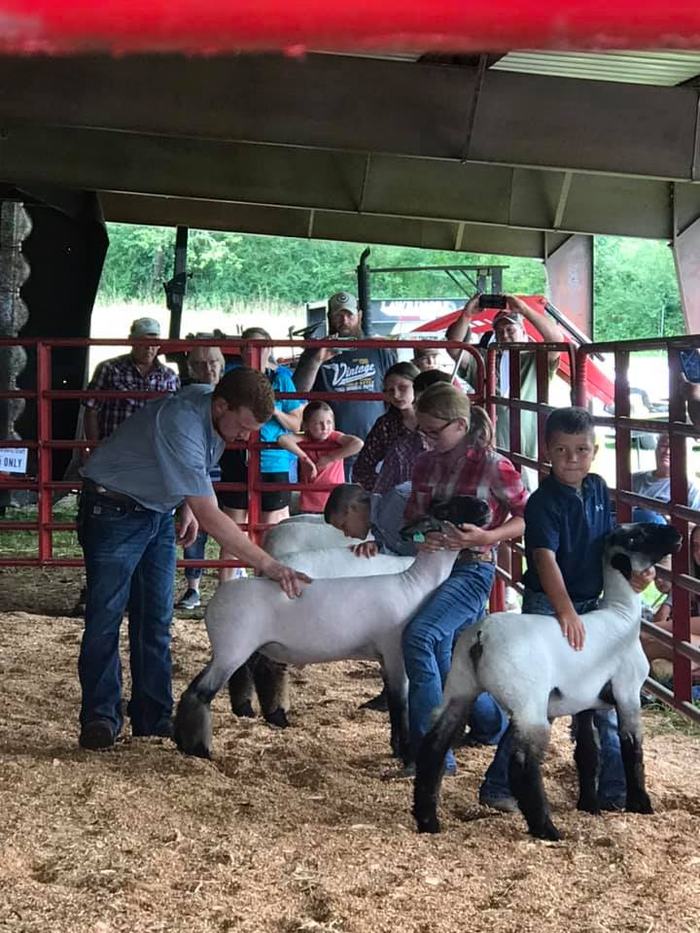 livestock show