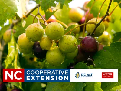 Muscadine grapes on vine with banner: NC COOPERATIVE EXTENSION; N.C. A&T State University; NC State University