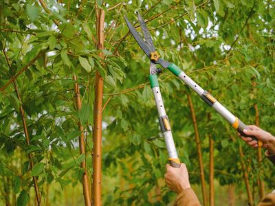 Pruning a shrub