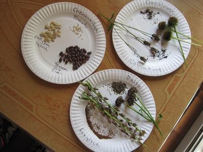 seed saving
