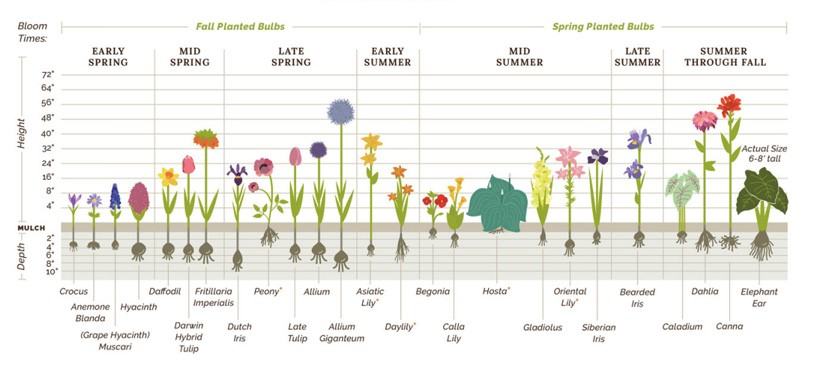 bulb chart for fall and spring bulbs