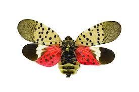 The spottend lantern fly had brown upper wings with dark tips and black spots. The lower wings are orange, white, and black with black spots.