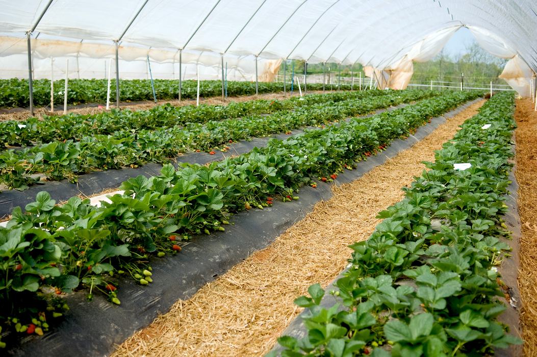 strawberry field