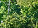Utility pole and wires amid dense green trees with a "Speed Limit 25" sign