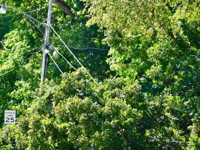 Utility pole and wires amid dense green trees with a "Speed Limit 25" sign