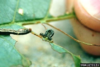 A small caterpillar is perched on a partially-eaten tree leaf.