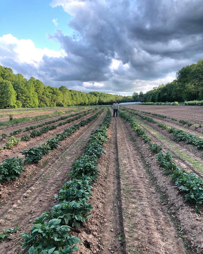 Red Hill Farm field