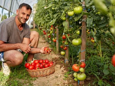 Tomatoes at Farm School