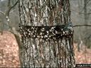 Tree trunk with black sticky band covered by dozens of small moths; text UGA3057073