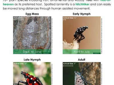 Infographic: "Have you seen spotted lanternfly?" showing egg mass, early/late nymph, adult