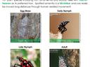Infographic: "Have you seen spotted lanternfly?" showing egg mass, early/late nymph, adult