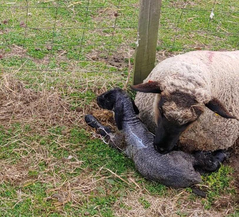 New Born Lamb