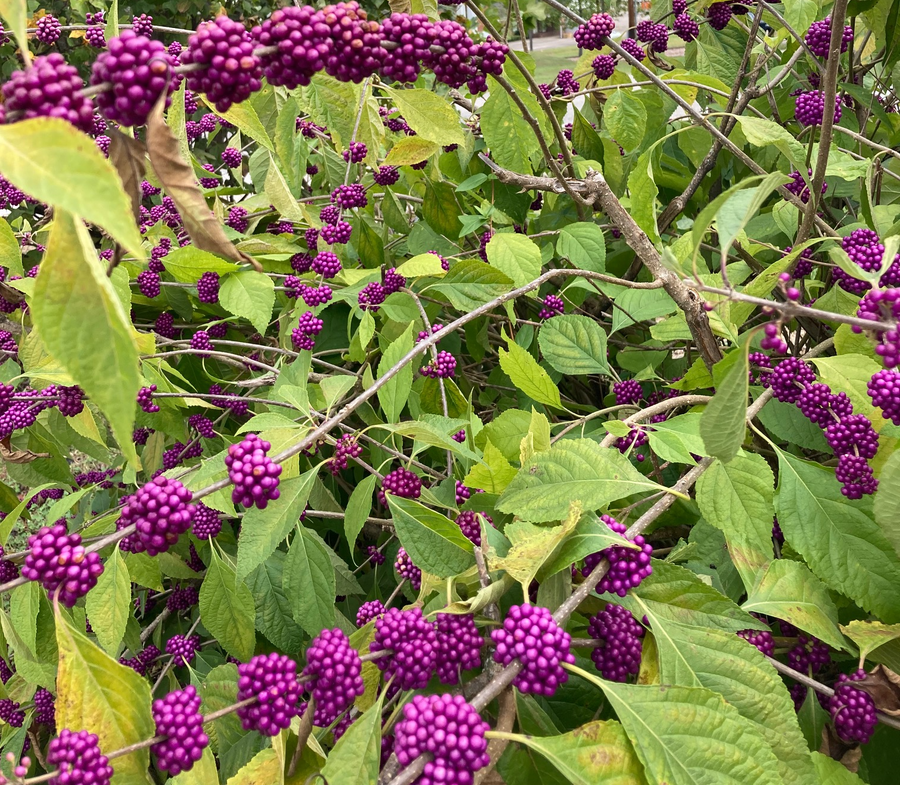 American Beautyberry shrub with fruit