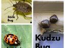 stink bug, kudzu bug, and asian beetle