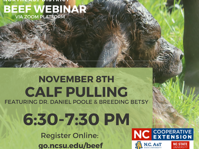 Newborn calf in grass; text: "Beef Webinar: Calf Pulling, Nov 8, 6:30–7:30 PM. Register: go.ncsu.edu/beef"