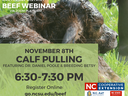 Newborn calf in grass; text: "Beef Webinar: Calf Pulling, Nov 8, 6:30–7:30 PM. Register: go.ncsu.edu/beef"