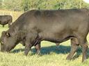 Black cow grazing in grassy pasture with fencing and other cattle in background